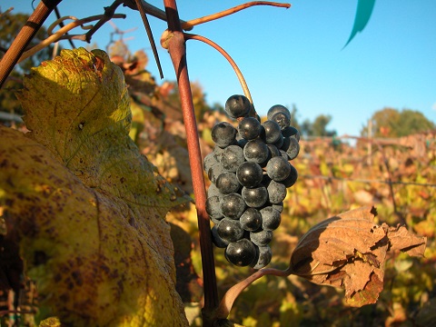 Cynthiana ripe grape on the vine