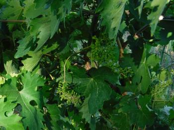 Grapes Growing in Vineyard 2020