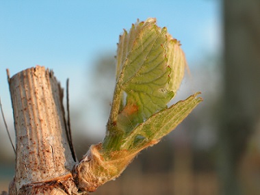 The start of a grape vine growing